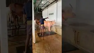 The shepherd's daily task is to bathing the albino buffalo with clean water#buffalo #bathing #foryou