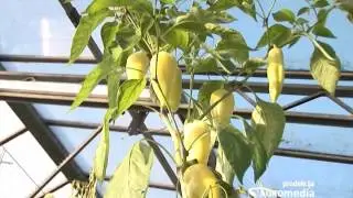 Evo kako da i vaša paprika u plasteniku raste kao prašuma! - Superior Seeds