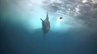 towcam live view marlin up on a skirted lure