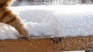 Cat Sweeping Snow Cinematic