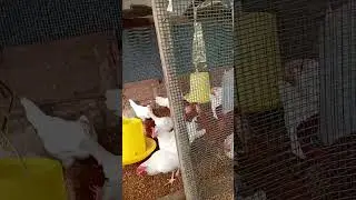 Цыплята-несушки, возраст 21 неделя 2 дня.