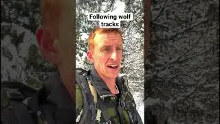 Tracking Wolves in Idaho #wolf #hunting #apexpredator