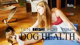[Multi-sub] Dog health tips in English | How to take care of a puppy | Dog health guide |  Pet care