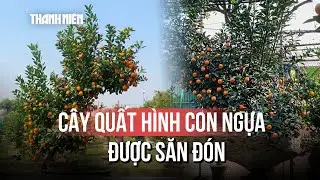 Cây quất tạo hình ngựa giá 30 triệu đồng, mất 7 năm trồng tại Hà Nội