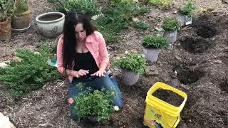 Fall Planting Peach Drift Roses // from Campbell's Freedom Farm