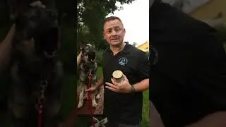 Make sure you watch watch what peanut butter you buy for your dog #germanshepherd #cute #dog #doggo