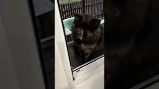 Homecoming #cat #cats #sorts #funny #猫 #derkater
