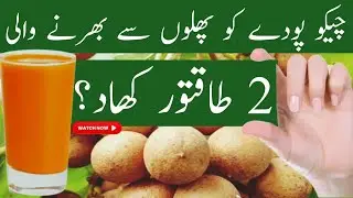 chikoo plant fertilizer |chiku plant ki growth kaise badhaye