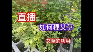 直播【如何種艾草】【艾草的功用】上天的恩賜 不種太可惜How to grow Artemisia argyi