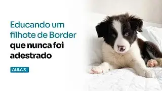 Aula 3 - Adestrando um filhote de border do zero - Semana Border Obediente🐾