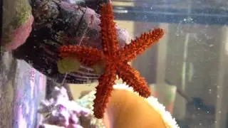 Red Knobby StarFish