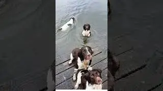 Springer Spaniels love the water ! #shorts