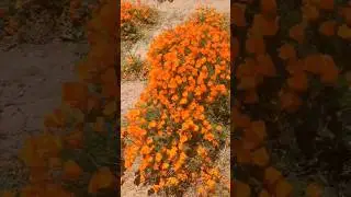California Poppies SUPERBLOOM 2023