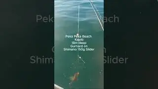 Peka Peka Beach Gurnard #fishing #kapiti #wellington #gurnard #shimano #slowjigging
