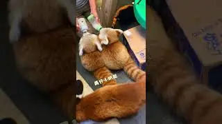 Super cute explosion! 可爱到爆炸