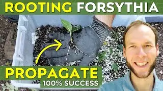 How to Root Forsythia Cuttings w/ 100% Success | Forsythia Propagation