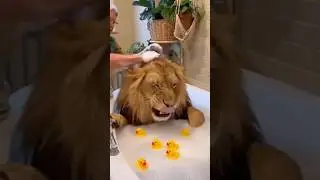 LE&Atilde;O DA RECEITA FEDER4L CURTIU FERIAS NO BRASIL🤣#memes #le&atilde;o