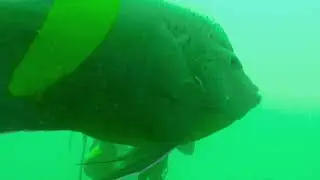 CMAS One Star Diver