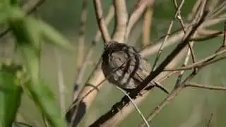 Swedish Nightingale preens feathers. Варакушка чистит перышки.