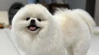앤디 첫 미용했어요