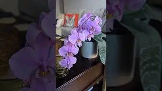 🌸 Phalaenopsis Schilleriana | Before & After: 2 Years of Growth #orchids #orchidcare #orchidspecies