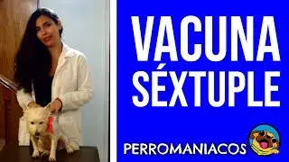 Vacuna S&eacute;xtuple. Perromaniacos