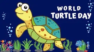 World Turtle Day | World Turtle Day 2022