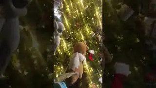 Where is shinx