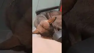 #youtube #pets #ekmotahathighumechala #straydog #dog #funny #streetdog #comedy #cute