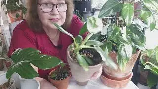 PHILODENDRON WHITE PRINCESS, WIZARD, KNIGHT OCH DERAS OLIKHETER.