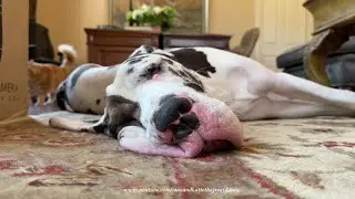 Funny Florida Great Dane Puppy's Ears & Lips Melt Into The Rug