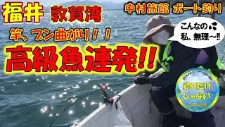 【2023年10月下旬】高級魚連発！！中村旅館レンタルボート釣り。泳がせ釣りに大物が連続HIT。釣り嫌い妻「ヨチコ」は大物の引きに耐えられるか?!友人ゲストはアジ爆釣。クーラーボックス2つを満タンに。