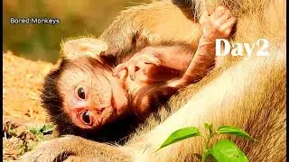 Newborn baby Duke try get milk still no power,kidnapper mom Duchess no experience nurse baby