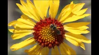Pollinator Bee Ambassador Workshop