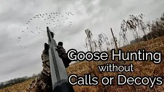 Goose Hunting without Calls or Decoys