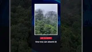 One Tree = 22 kg CO₂ Saved | NWSights Ep # 07