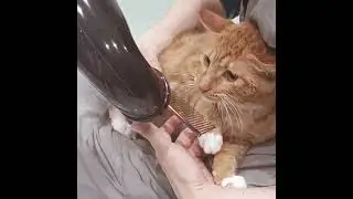 Purr-fectly Pampered: The Ultimate Shampoo for Your Feline Friend