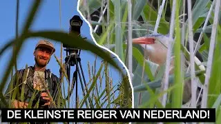 #212: Een zeldzame WOUDAAP verscholen in het riet! | Nikon P1000 
