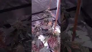 Nirvana's original glue week 9 harvest time