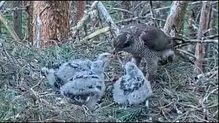 26 June evening ~ Squirrel bits & tail getting passed around ~ Goshawk ~ ©RSPB LG & WildlifeWindows