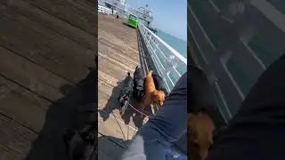 #subscribe #dogtrainer #dogs #malibu #malibucalifornia #fishing #dogwalk #packwalk #bestdogs
