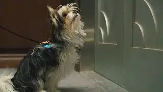A Dog's Journey | Max Leads CJ to Trent | Film Clip | Own it now on Blu-ray, DVD & Digital