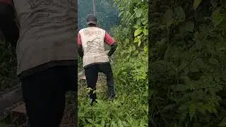 Amazing skill man cutting down tree from bottom tree
