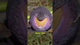 Причудливый яйцеед змей 🐍 - Dasypeltis - #дикаяприрода