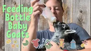 How to feed bottle baby goats that are difficult. Rejected by mom.