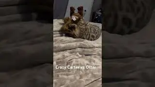 Crazy Carter the Cat vs Otter