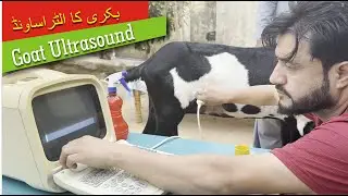 GOAT ULTRASOUND #ultrasound #goatultrasound #beetalgoat #beautifullgoats #CharwahaGoatsFarms #animal