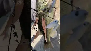 【バス釣り】寒波到来！真冬の五三川！チョロウオのバマスト炸裂！！