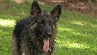 Georgia dog rescues targeted by cyberattacks