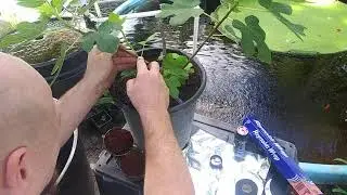Fig Tree Air Layering Made Easy: demonstrated on an LSU Purple in Minutes!